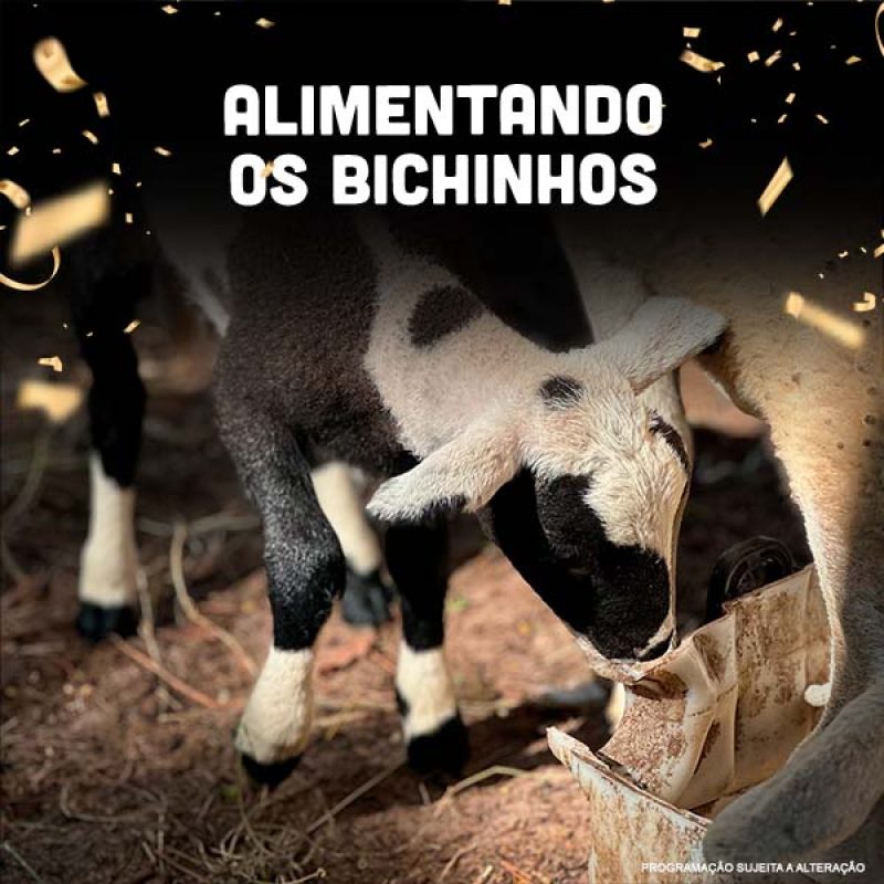 alimentando-bichinhos