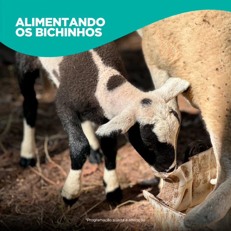 alimentando-os-bichinhos