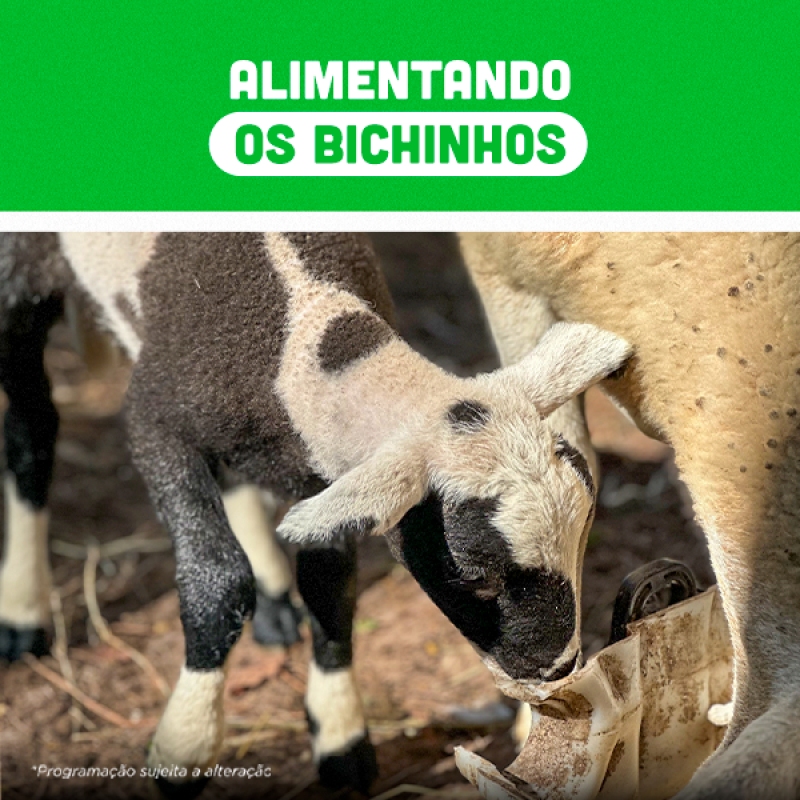 alimentando-os-bichinhos