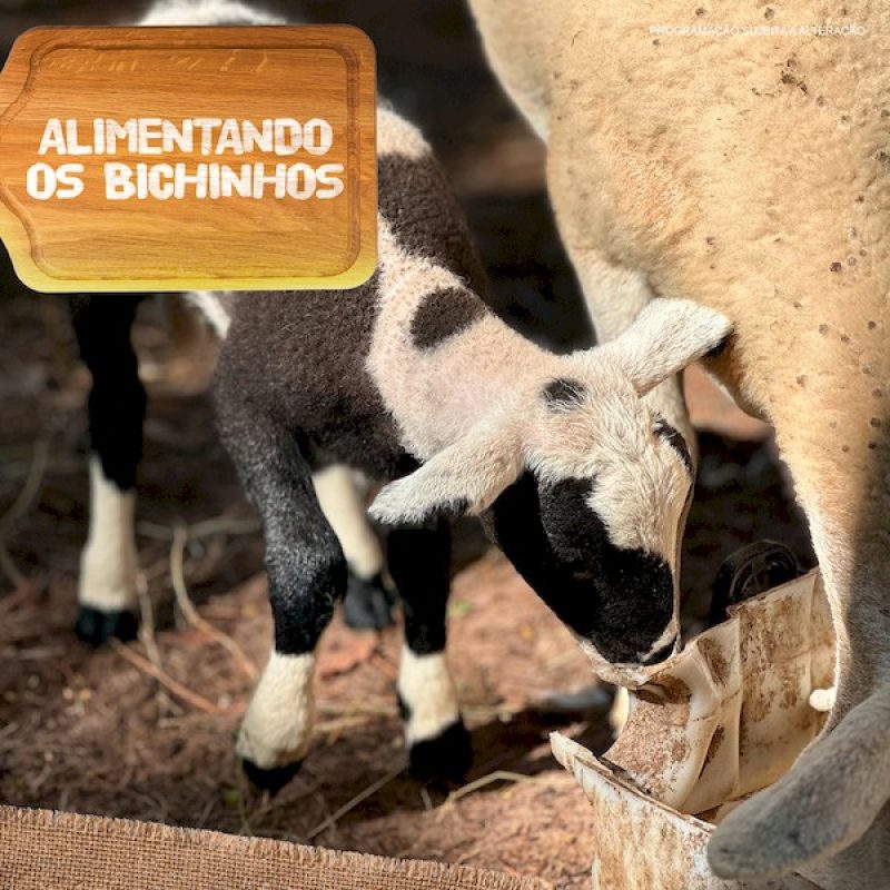 alimentando-os-bichinhosnova