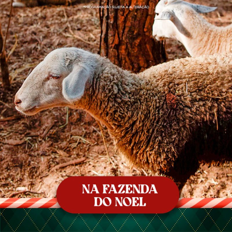 na-fazenda-do-noel